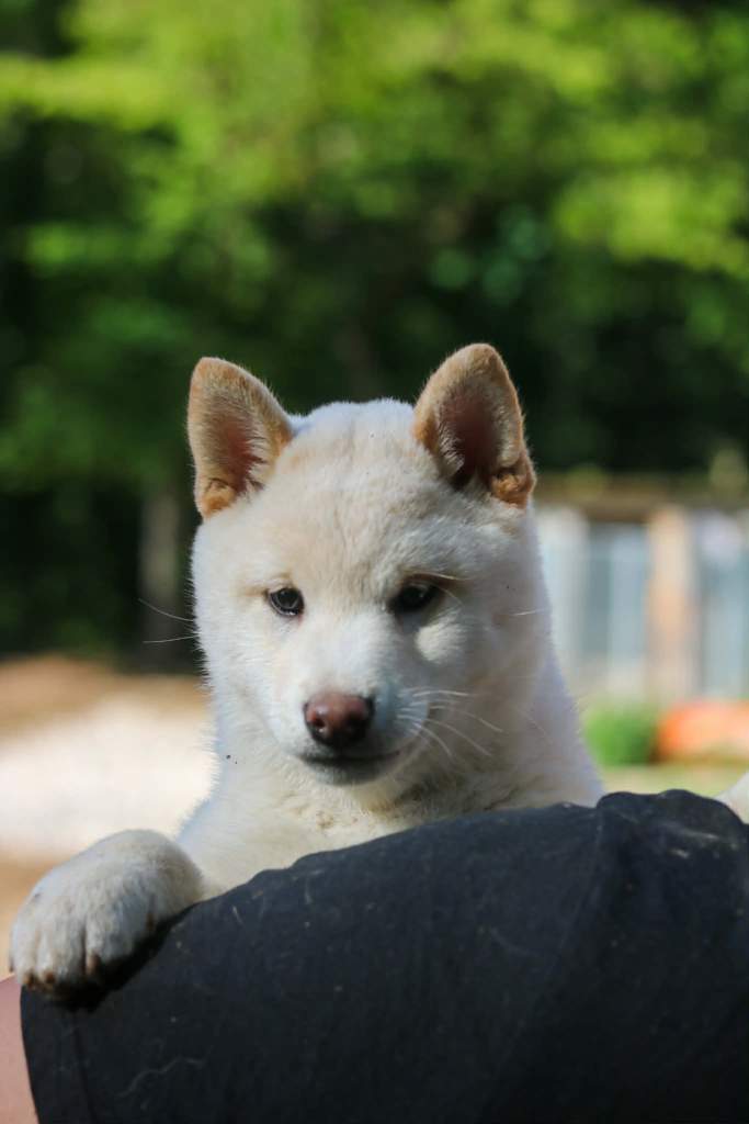 🐾 Bunji, petite Shiba Inu de 2 mois, joueuse, câline et pleine de vie, cherche une famille douce et présente pour partager de belles aventures.